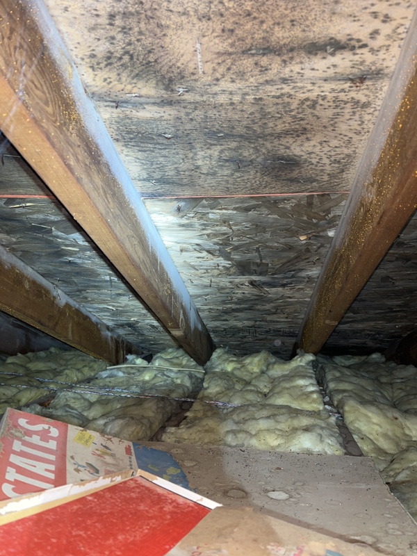 Mold Remediation Rutland Vt