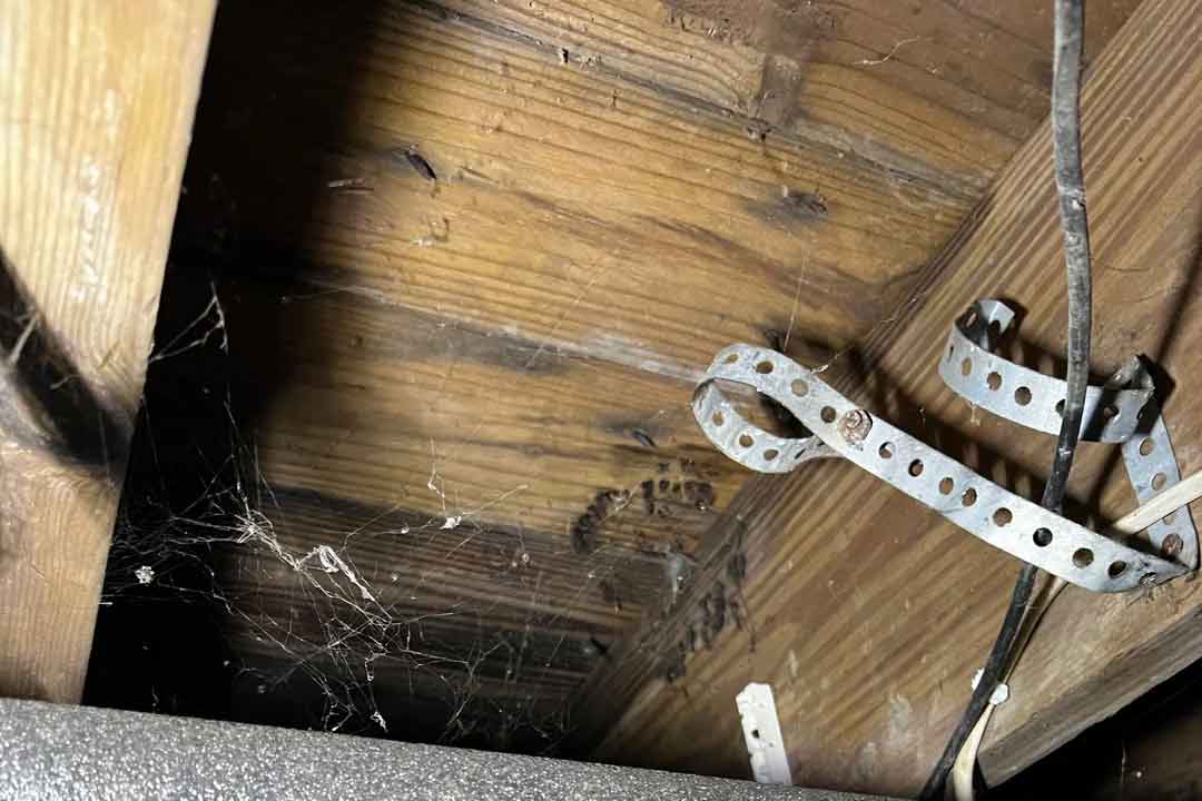 moldy-crawlspace-2