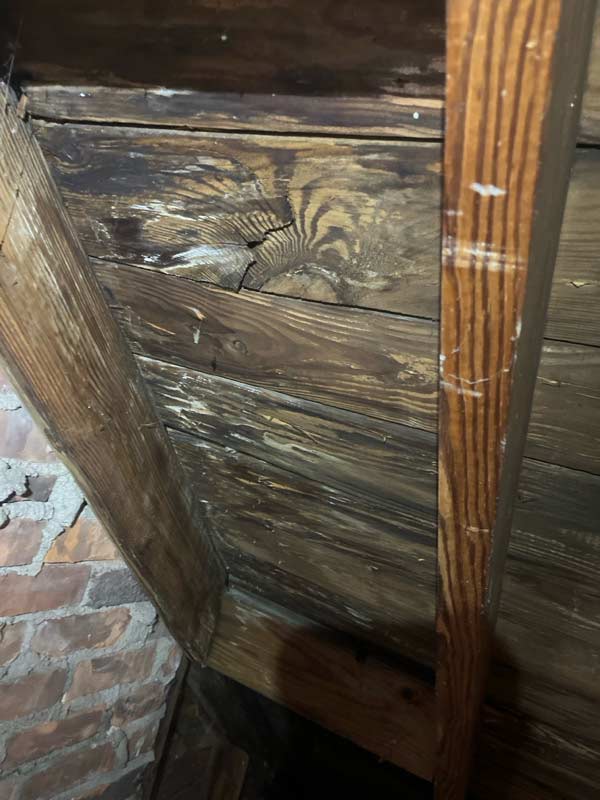 mold mold in attic