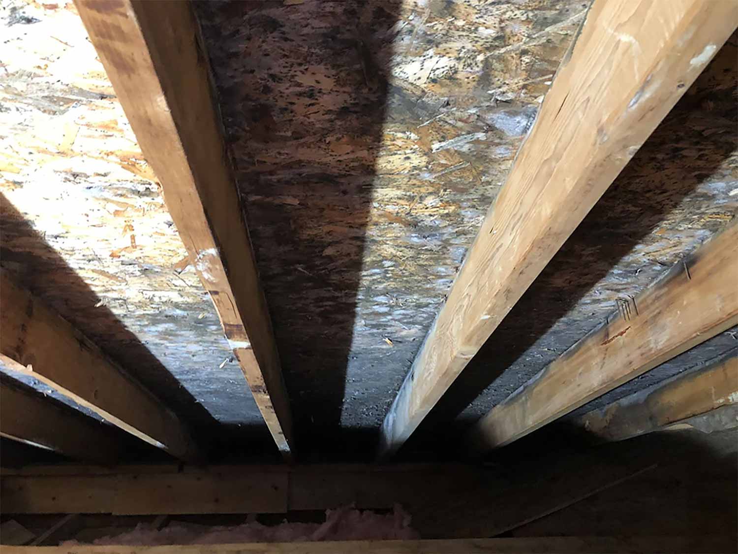 mold in attic